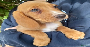 Beagle dogs - Advert 16