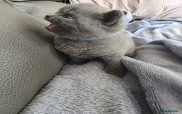 British Shorthair cats for sale: British blue shorthair kittens  - Image 7