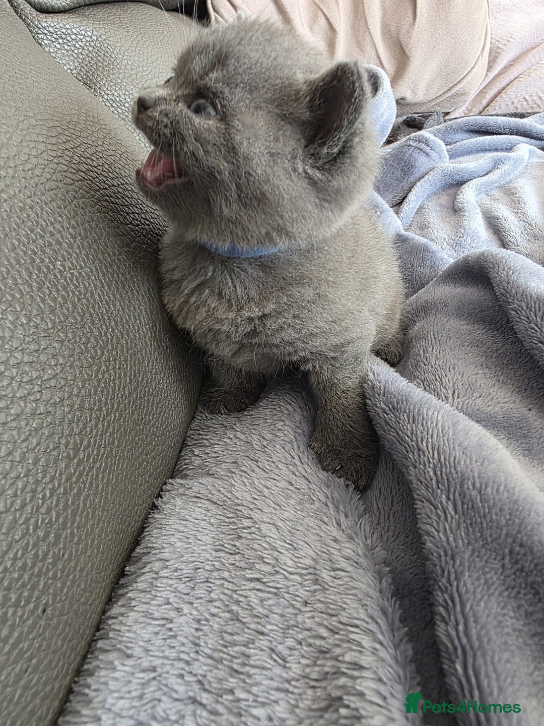British Shorthair cats for sale: British blue shorthair kittens  - Image 7