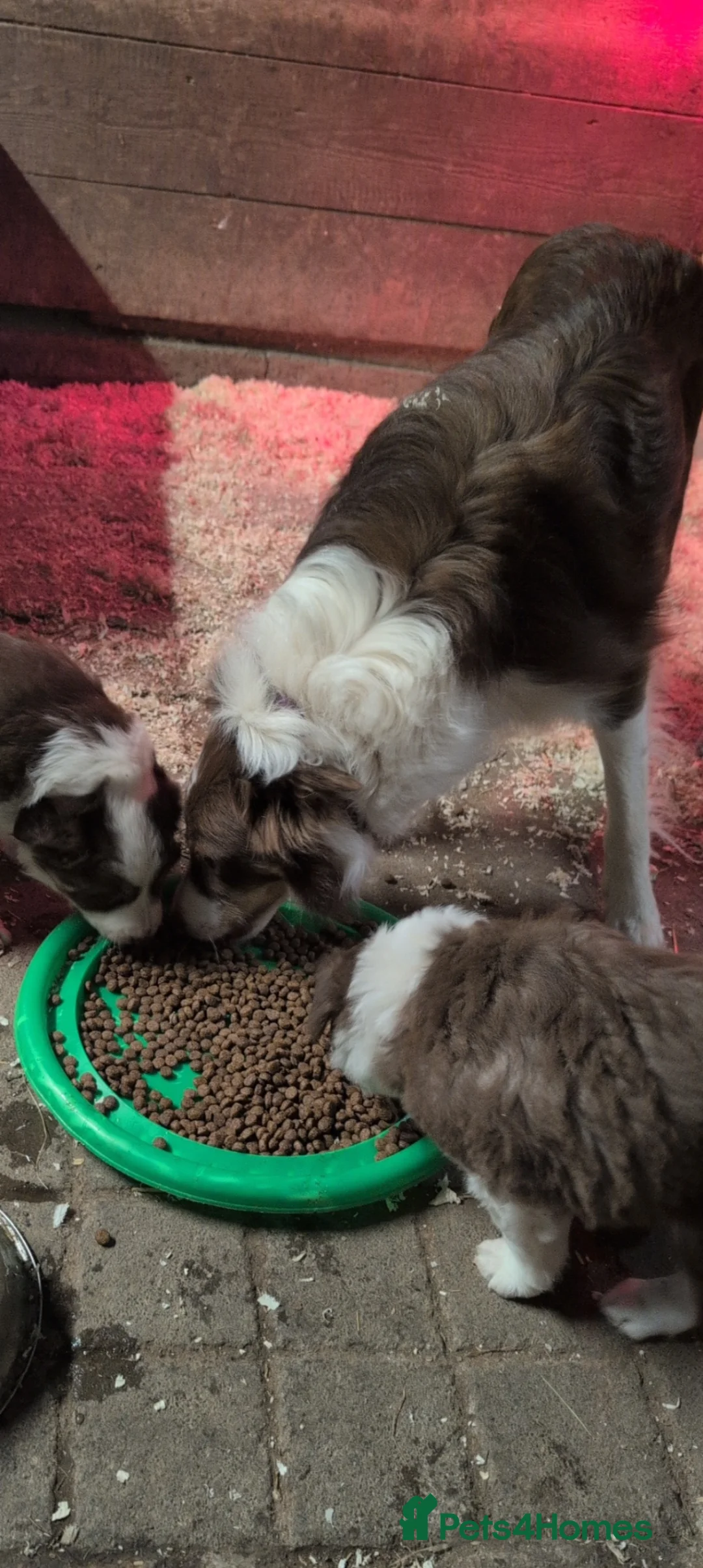 Border Collie dogs for sale: Red white and tri border collie isds dog pup in Talybont - Advert 4