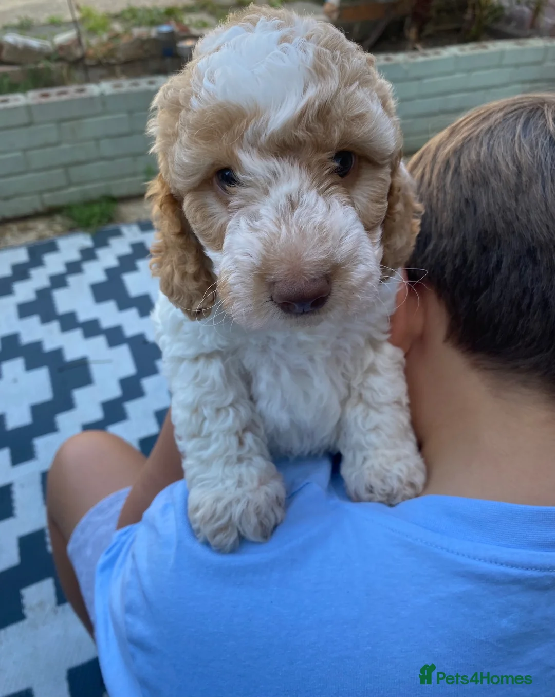 Cockapoo dogs for sale: READY - 1 BOY left 🐶Cockapoos🐶 parents tested  - Advert 2