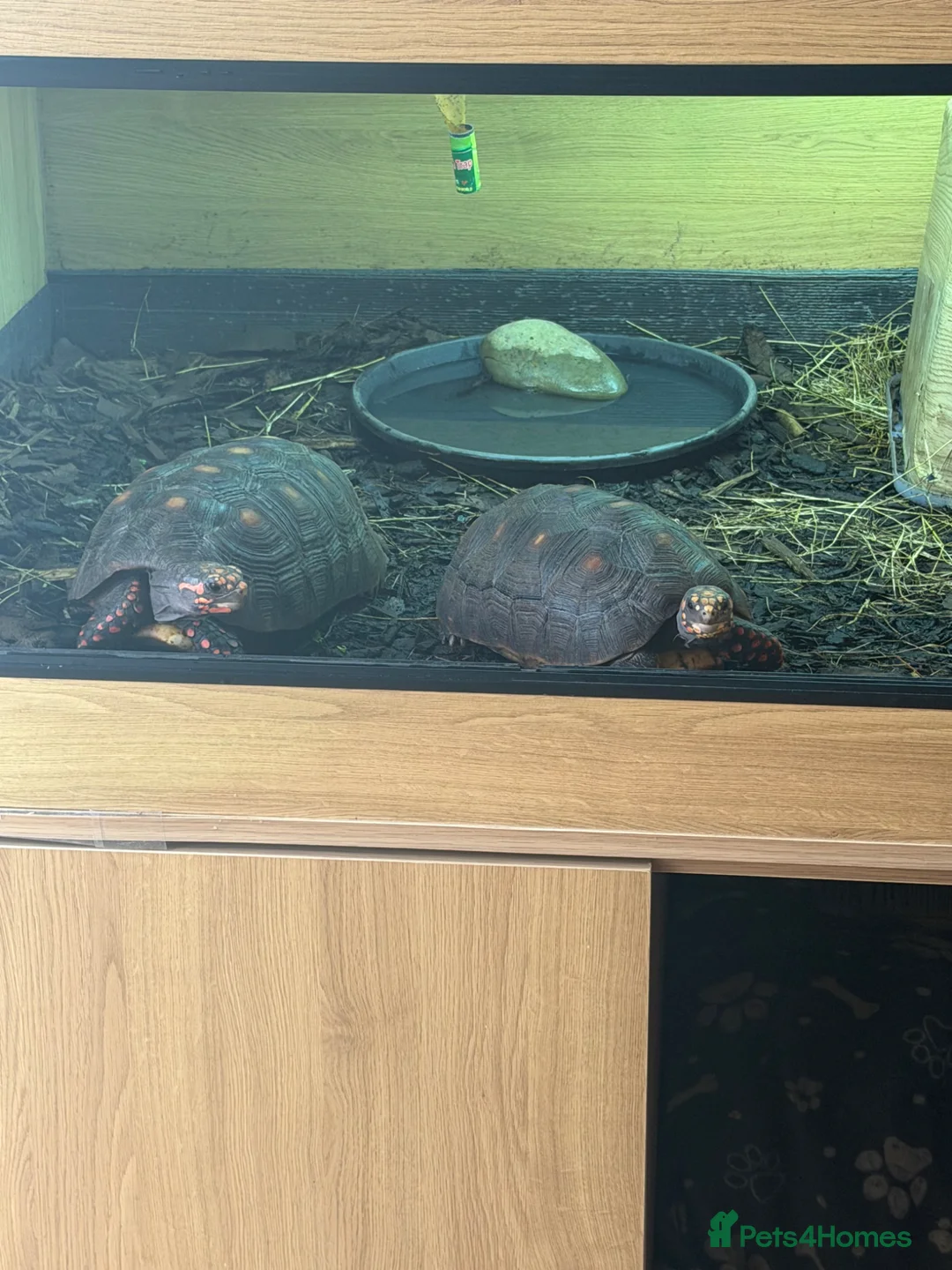 Tortoise reptiles for sale: 2 Red Foot tortoise - Advert 2