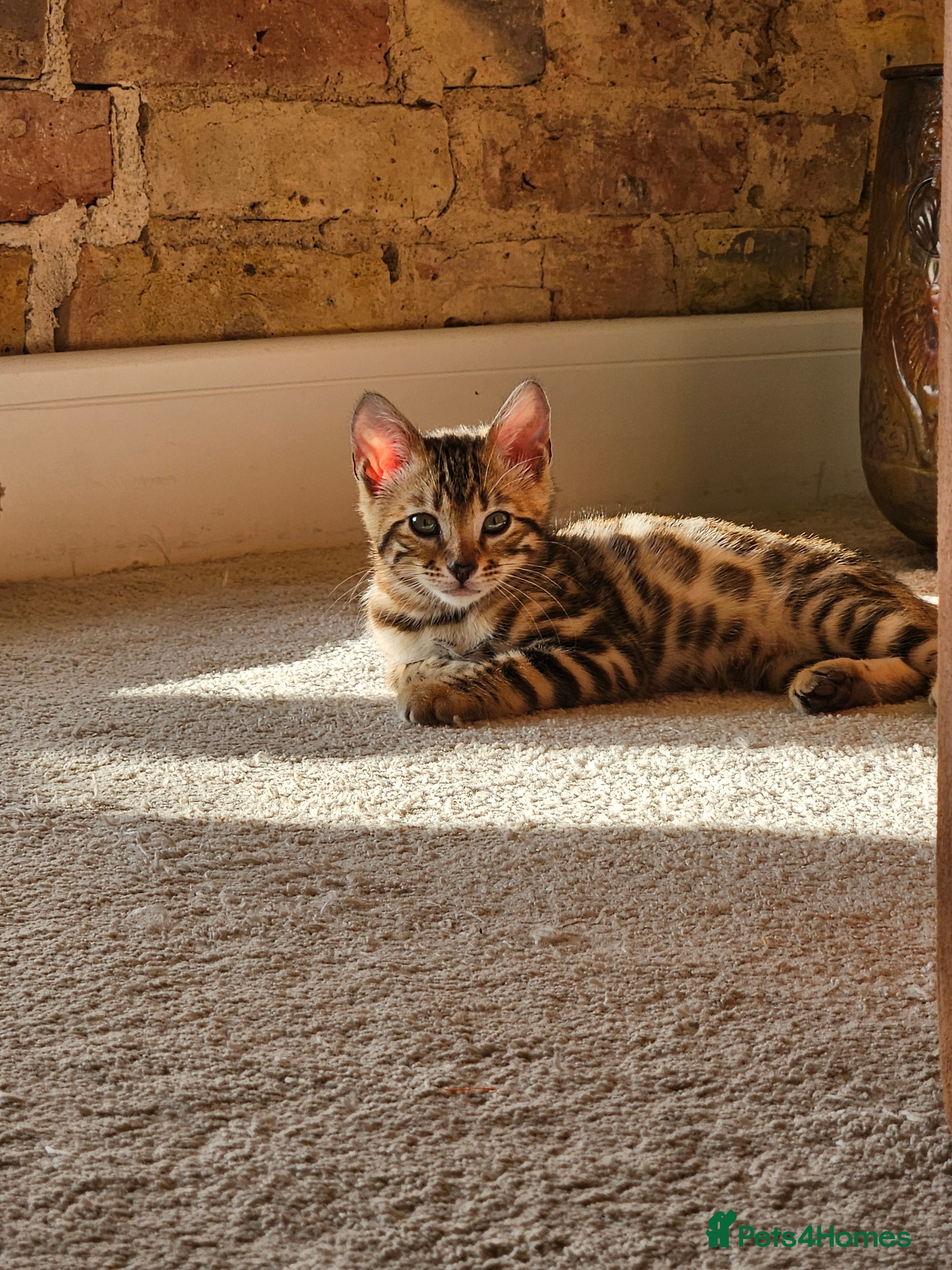 Bengal cats Pure Bengal kitten in need of a loving home in Leigh-on-Sea - Advert 2