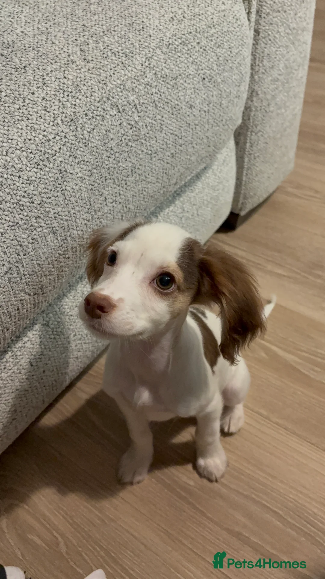 Cocker Spaniel dogs for sale: Male working cocker spaniel  - Advert 4