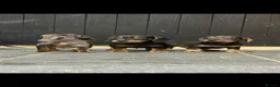 Dachshund dogs for sale: Wired haired dachshund puppies - Advert 8