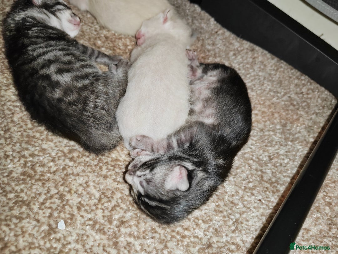 Bengal cats for sale: Bengal kittens - Image 7