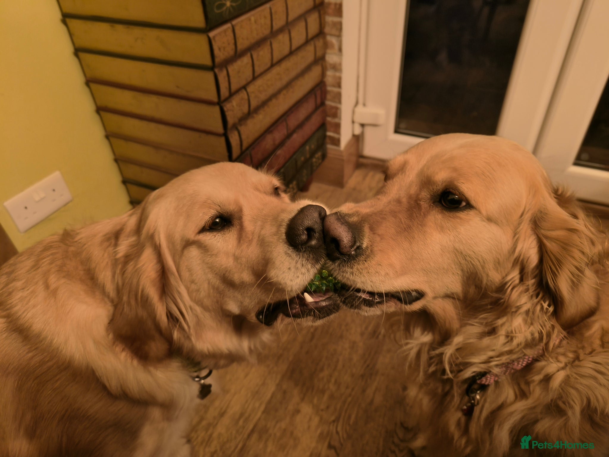 Golden Retriever dogs for sale: KC Registered 0/0 score Puppies 3 Females 2 Males - Advert 9