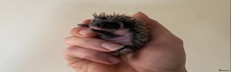 Pygmy Hedgehog rodents for sale: Stunning female hoglets for sale!  - Advert 26