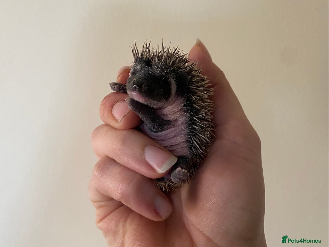 Pygmy Hedgehog rodents for sale: Stunning female hoglets for sale!  - Advert 26