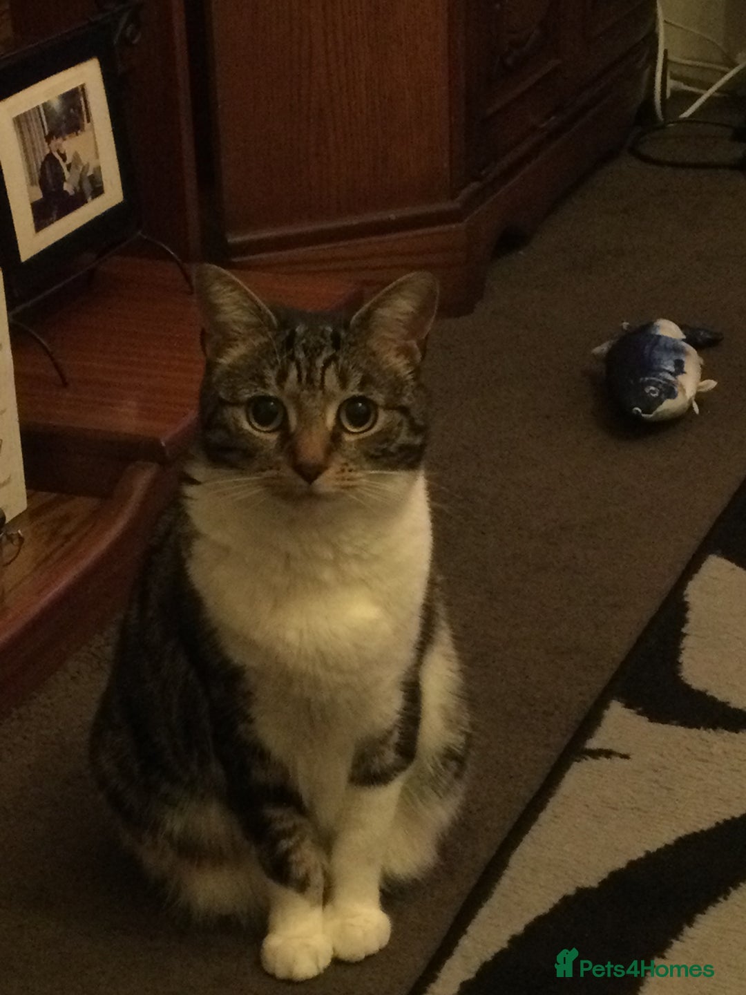 Mixed Breed cats for sale: Female cat - Advert 3