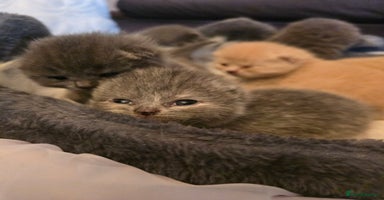 British Shorthair cats - Advert 2