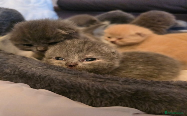 British Shorthair cats - Advert 7