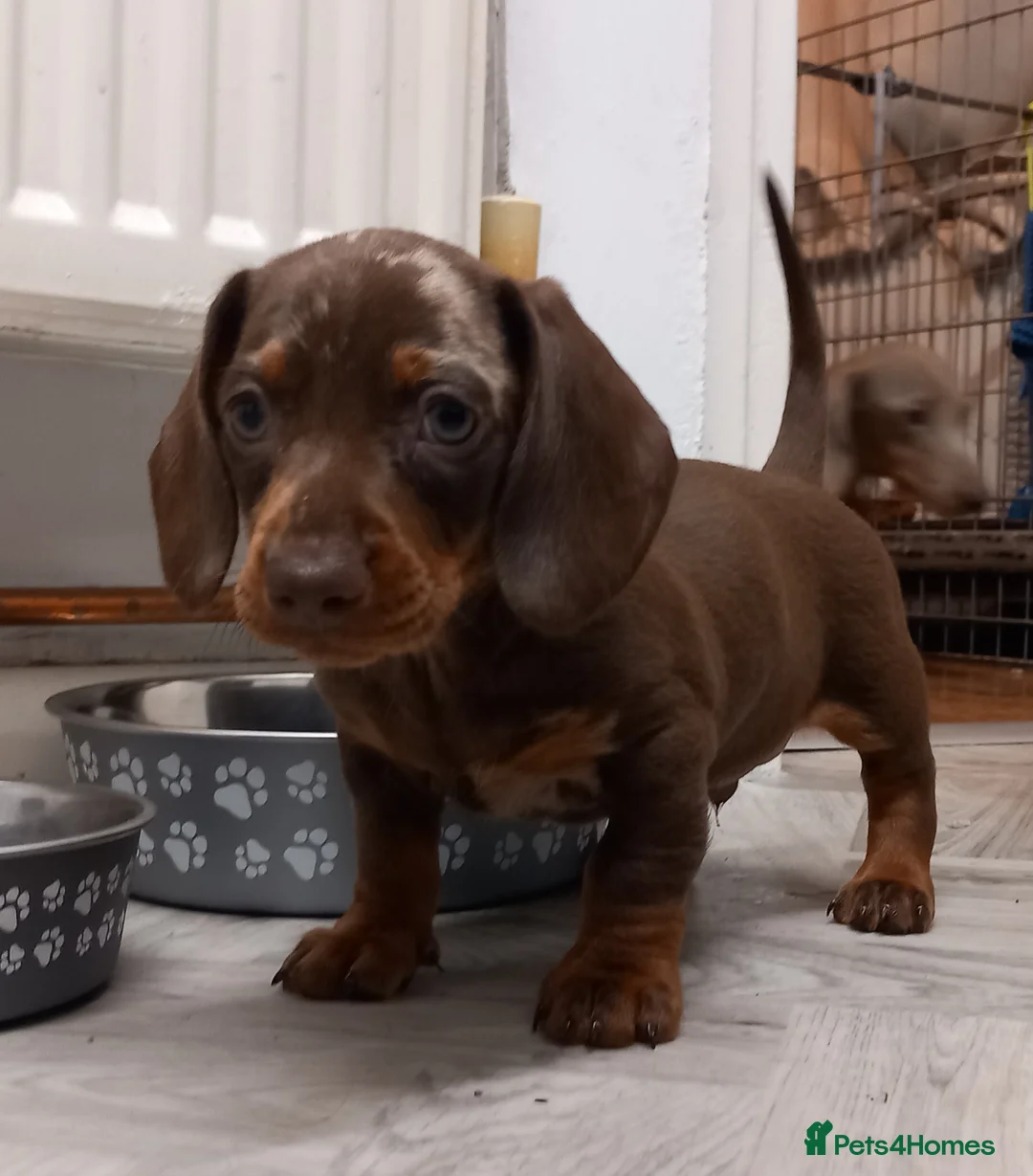Miniature Dachshund dogs for sale: Beautiful mini dachshund  - Advert 3