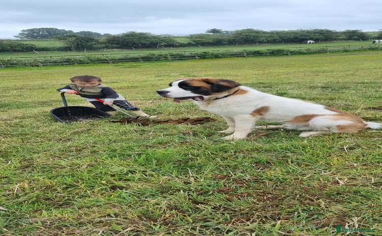 Saint Bernard dogs - Advert 1