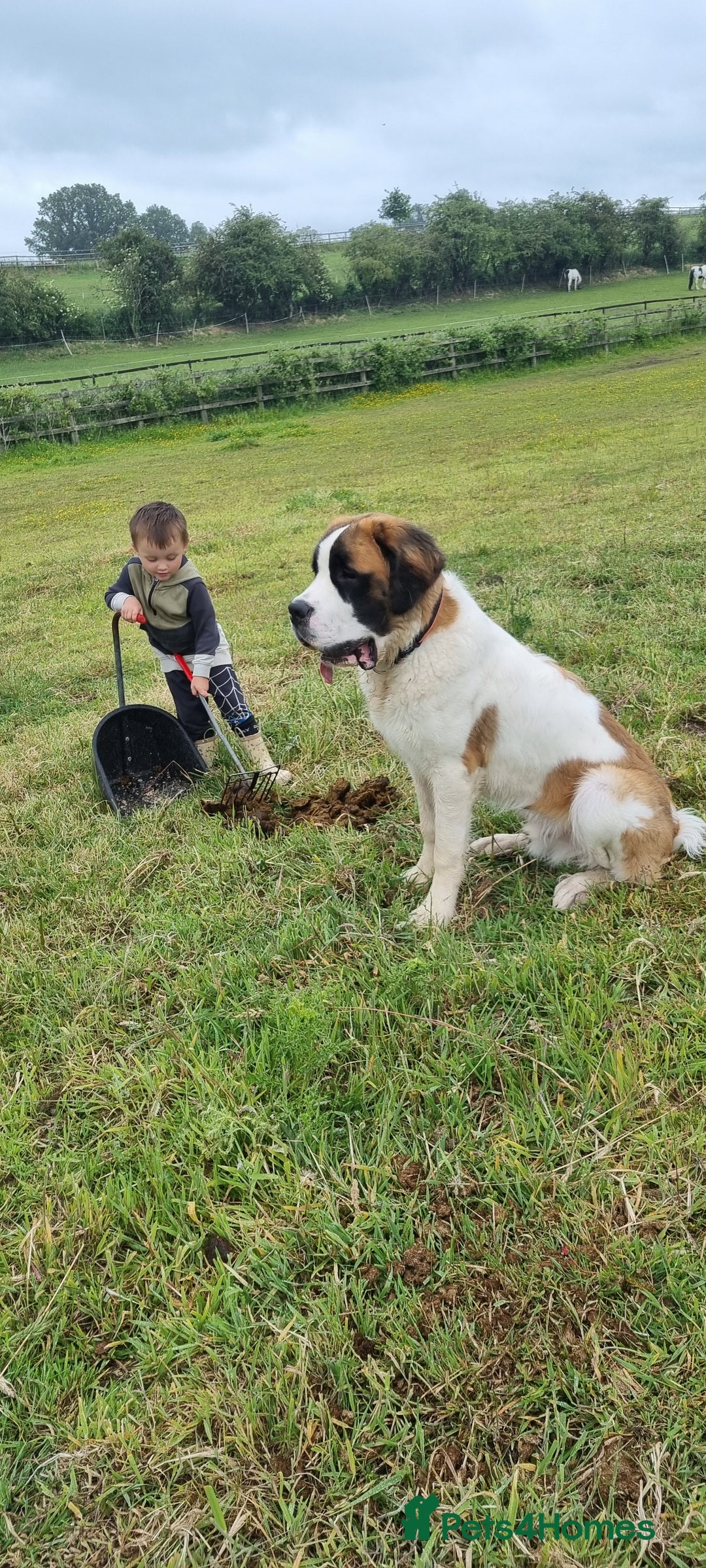 Saint Bernard dogs for sale: 1 year old saint bernard - Image 1