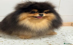 Pomeranian dogs for sale: Cute Black and Tan Pomeranian boy - Image 2