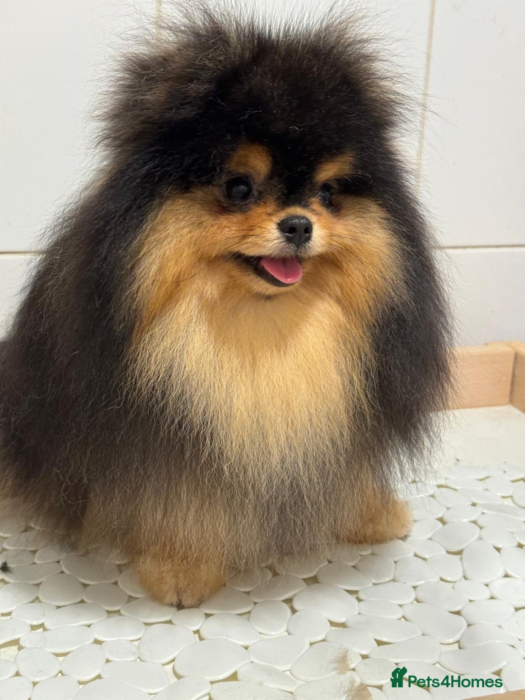 Pomeranian dogs for sale: Cute Black and Tan Pomeranian boy - Image 2