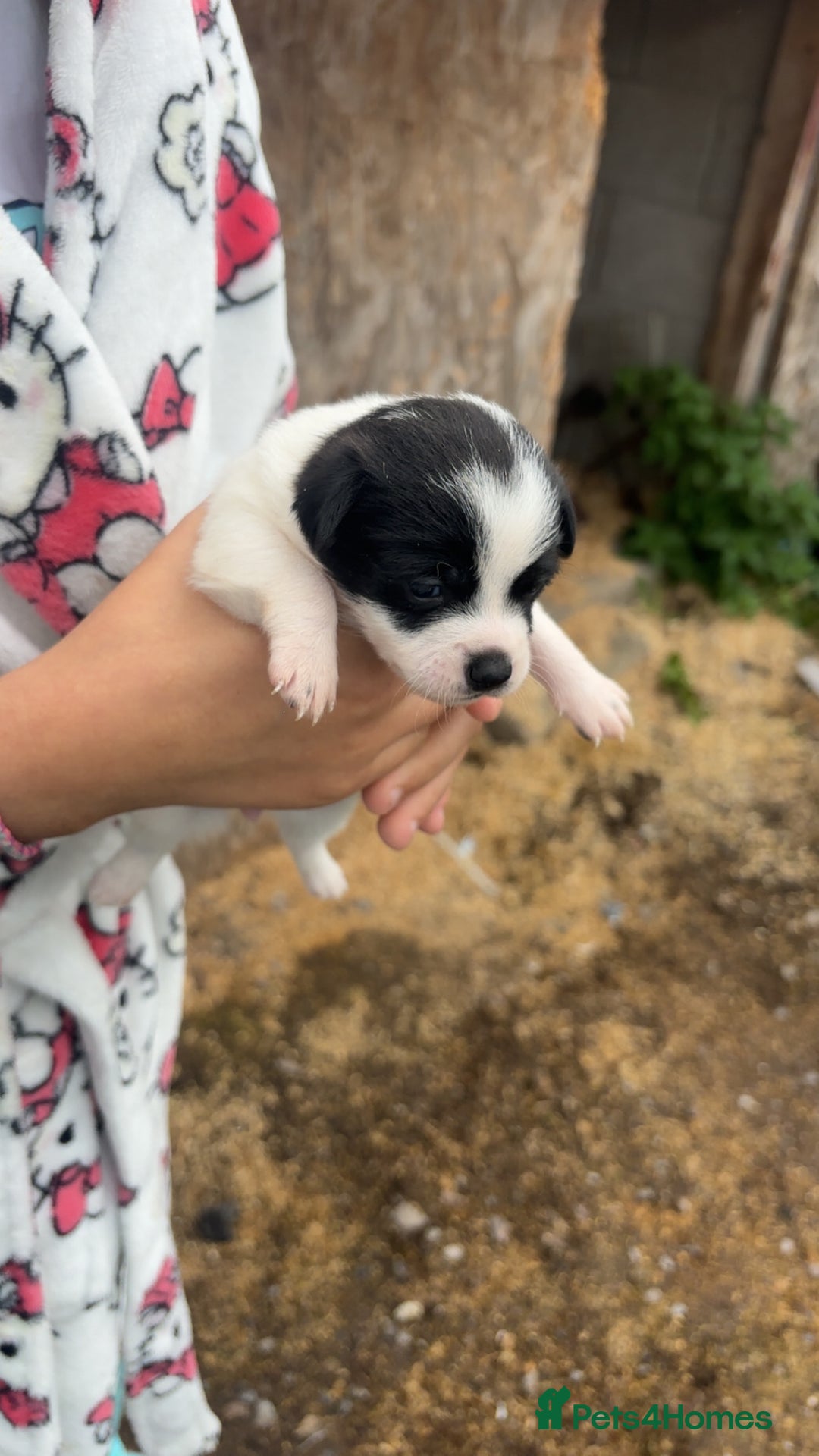 Patterjack dogs for sale: Patterjack puppies for sale - Image 8