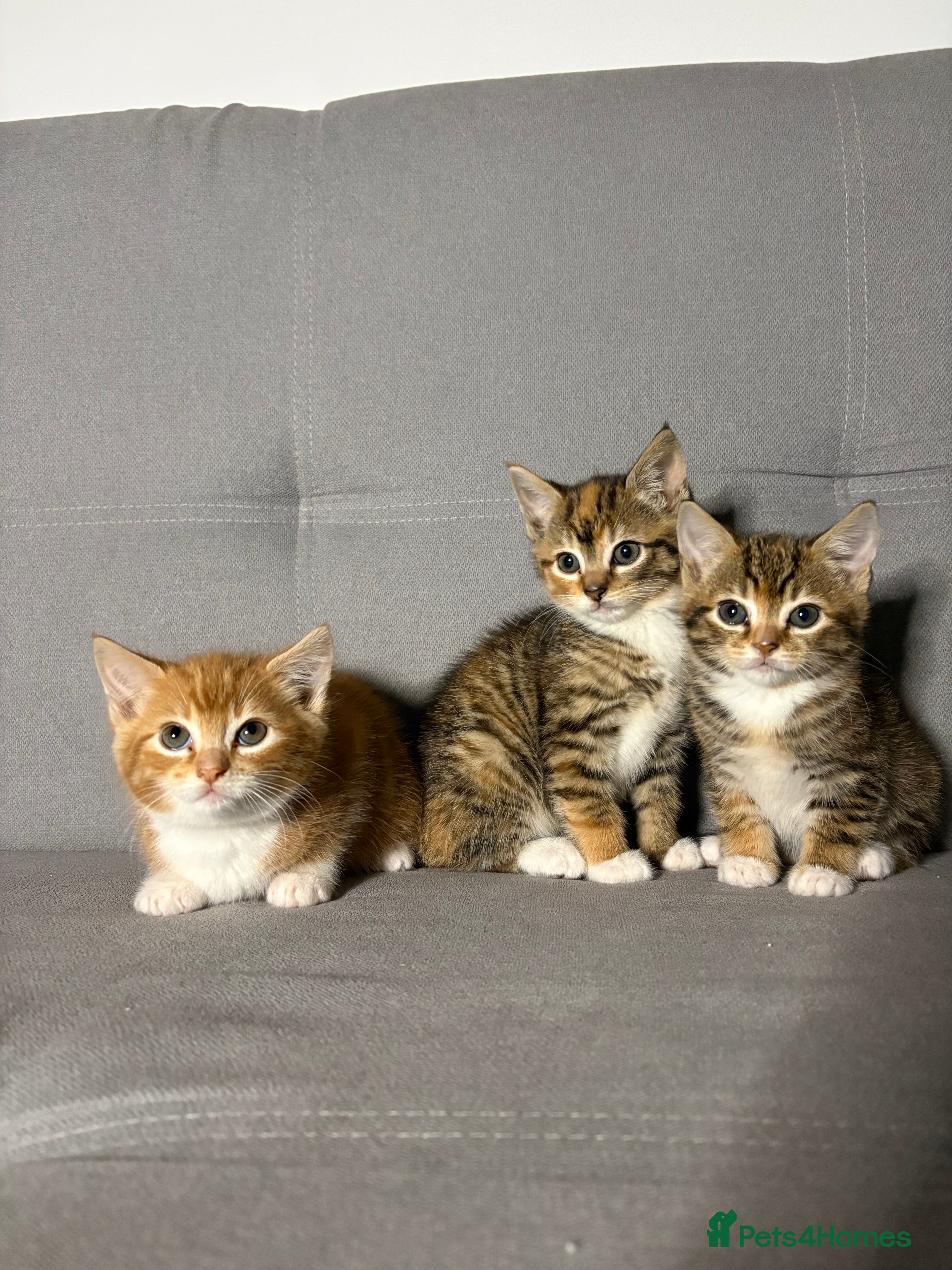 Mixed Breed cats X3 Beautiful kittens - Ready for rehoming - Advert 5