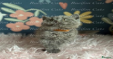 British Shorthair cats - Advert 10