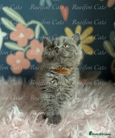 British Shorthair cats - Advert 4