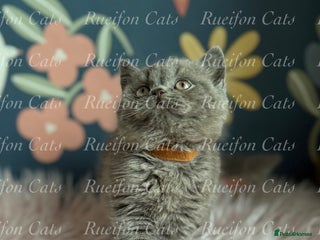 British Shorthair cats - Advert 3