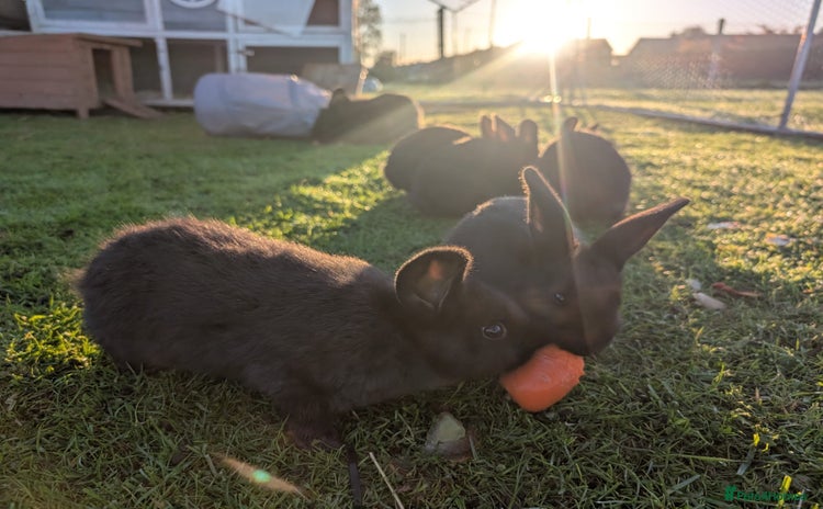 Mini Lion Lop rabbits - Advert 5