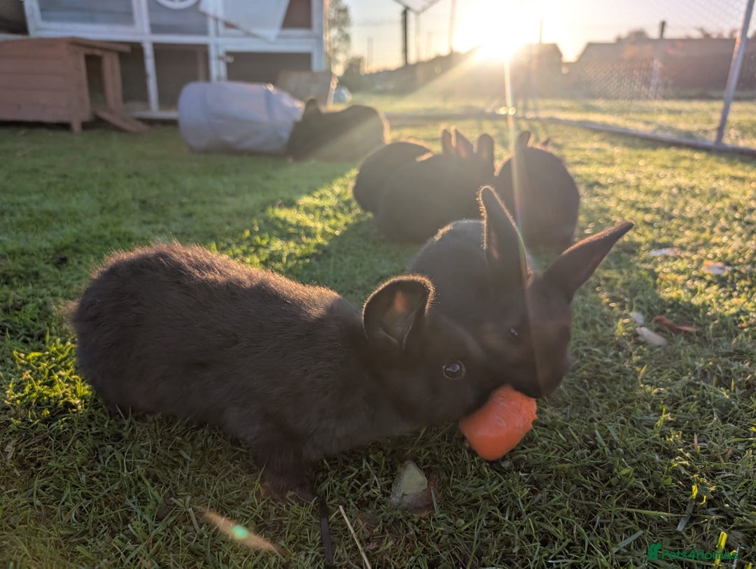 Mini Lion Lop rabbits for sale: 5 x baby x lops  - Image 1