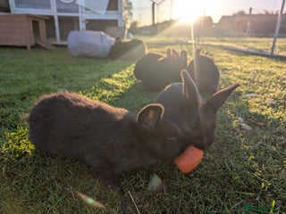 Mini Lion Lop rabbits - Advert 12