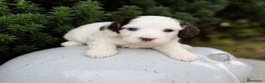 Cockapoo 2