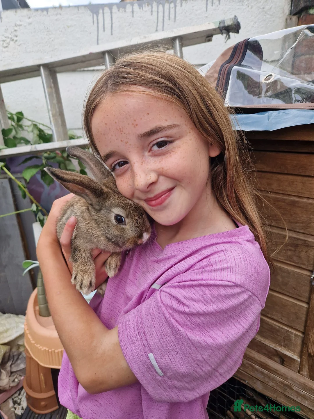 Mixed Breed rodents for sale: Male rabbit in Wirral - Advert 4