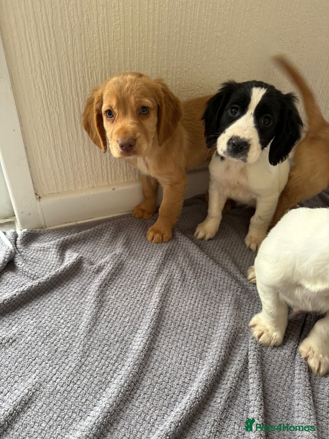 Cocker Spaniel dogs for sale: Beautiful cocker spaniel puppies for sale  - Advert 10