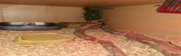 King Snake reptiles for sale: Blotched king snake - Advert 6