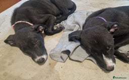 Lurcher dogs for sale: 3 beautiful lurcher girls ready now!!! - Image 7