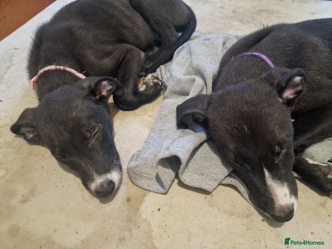 Lurcher dogs for sale: 3 beautiful lurcher girls ready now!!! - Image 7