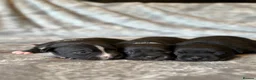 Staffordshire Bull Terrier dogs for sale: Stunning KC Staffordshire bull terrier puppies - Advert 28