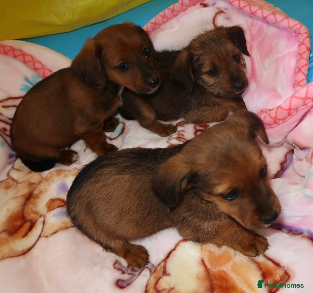 Mixed Breed dogs for sale: Dachshund cross jack russel pups - Image 9