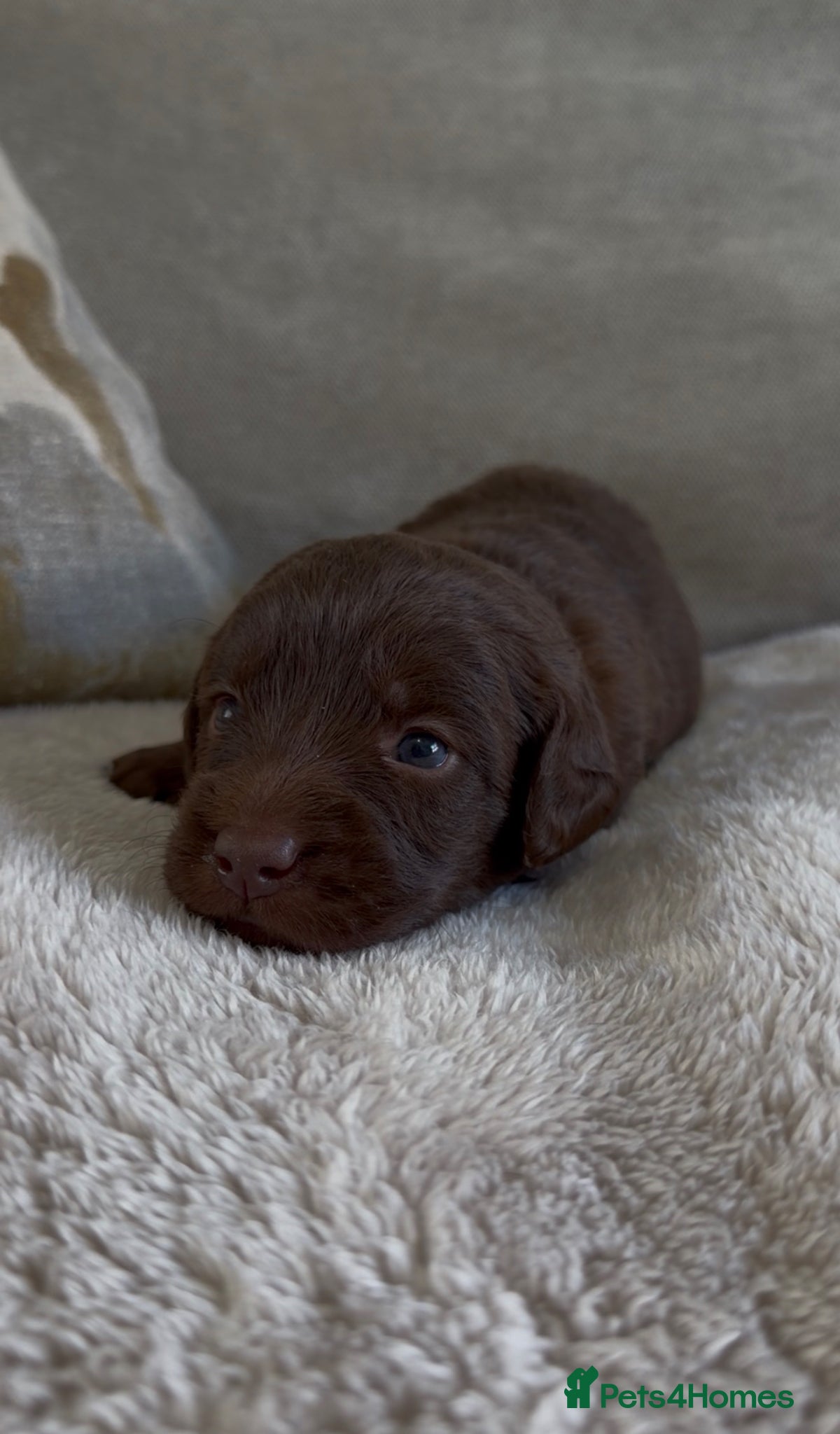 Labradoodle dogs for sale: Beautiful chunky miniature labradoodles 💕 in Lincoln - Advert 6
