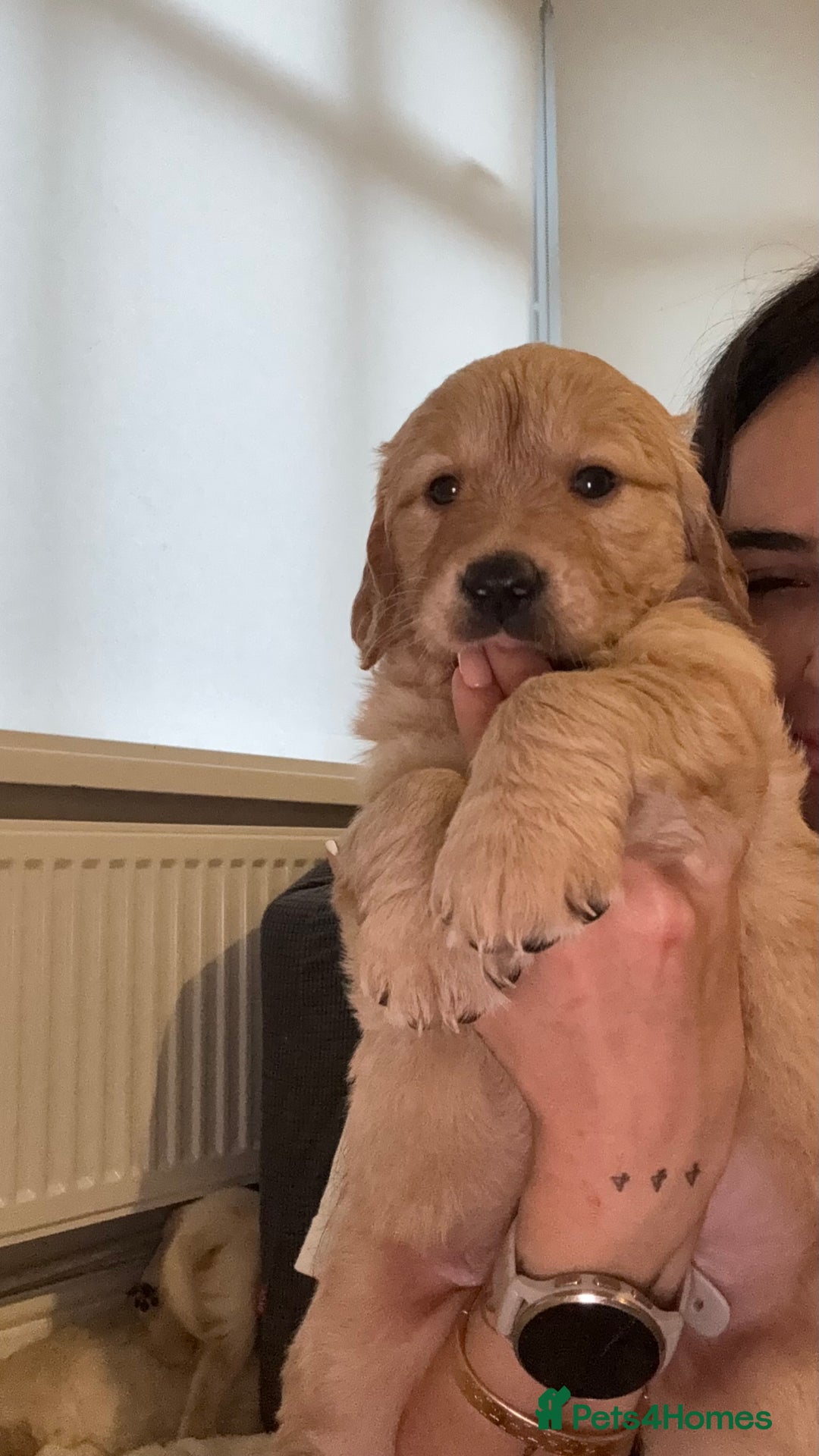 Golden Retriever dogs for sale: Lovely golden retriever puppies 🐶🐾♥️ - Advert 2