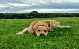 Golden Retriever dogs for stud: KCReg Well Proven Golden Stud, Health & DNA Tested in Wilmslow - Image 15