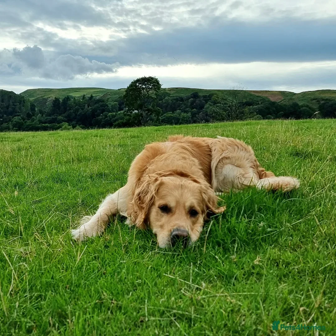 Golden Retriever dogs for stud: KCReg Well Proven Golden Stud, Health & DNA Tested in Wilmslow - Image 15