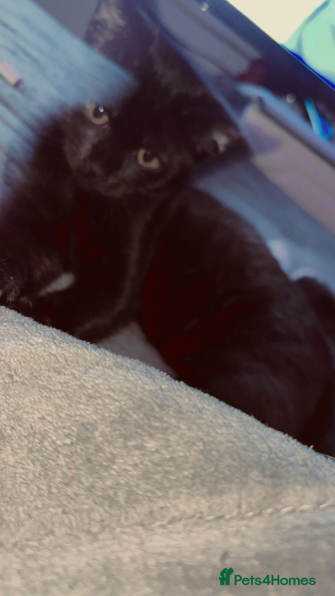 Bombay cats for sale: Black beauties🧡 - Advert 4