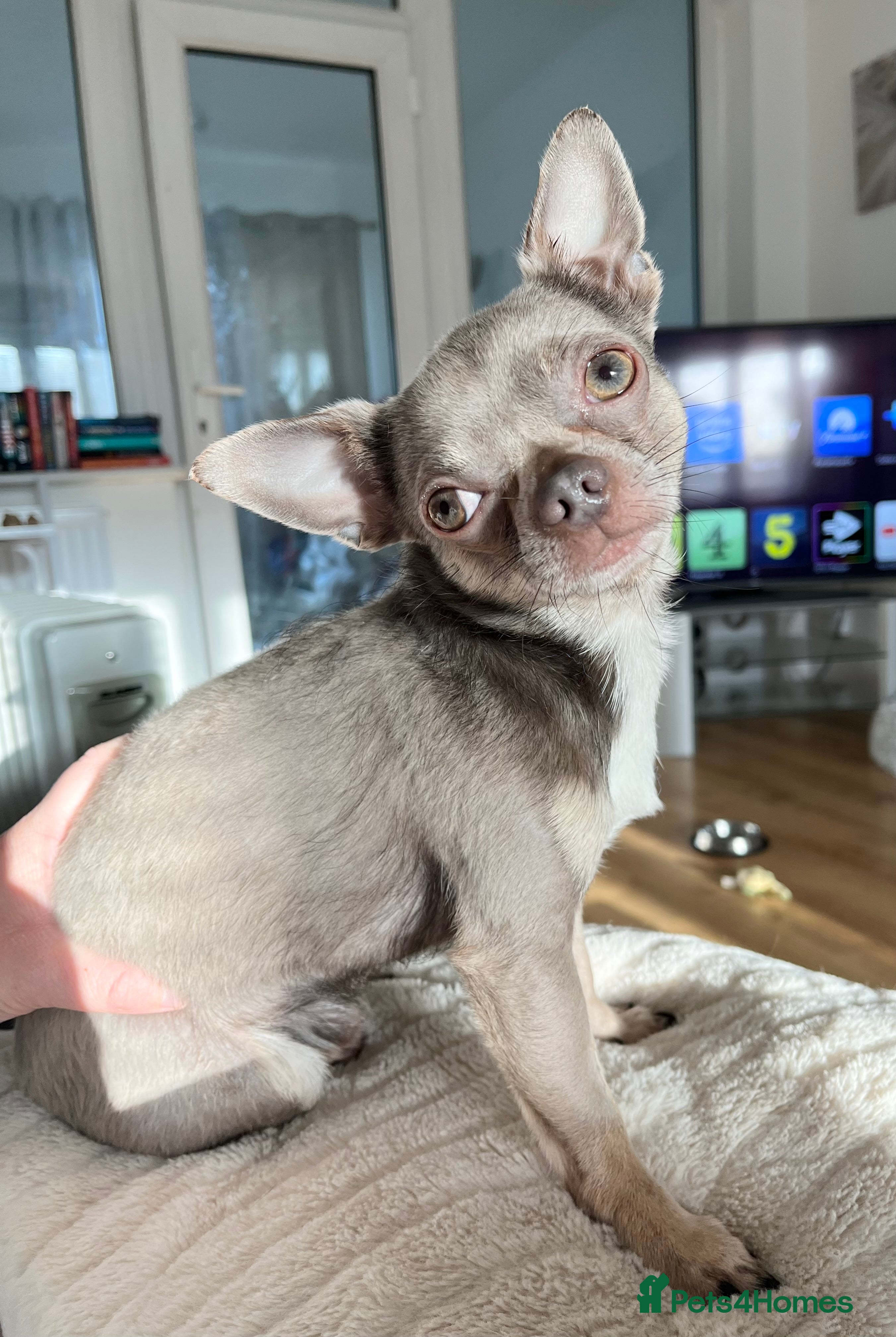 Chihuahua dogs Proven Lilac KC registered chihuahua for stud  in Liverpool - Advert 5