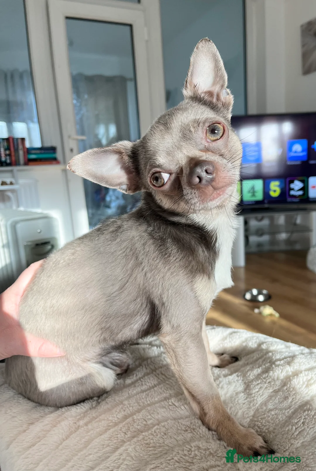 Chihuahua dogs for stud: Proven Lilac KC registered chihuahua for stud  in Liverpool - Advert 1