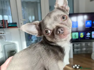 Chihuahua dogs Proven Lilac KC registered chihuahua for stud in Liverpool - Advert 12