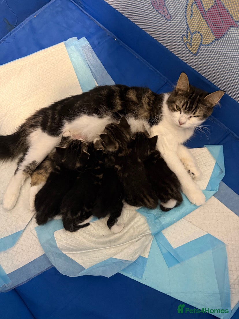 Mixed Breed cats Male and Female Kittens - Advert 1