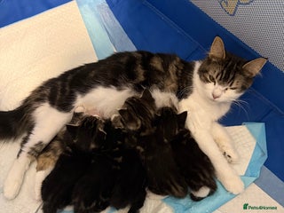 Mixed Breed cats Male and Female Kittens - Advert 1