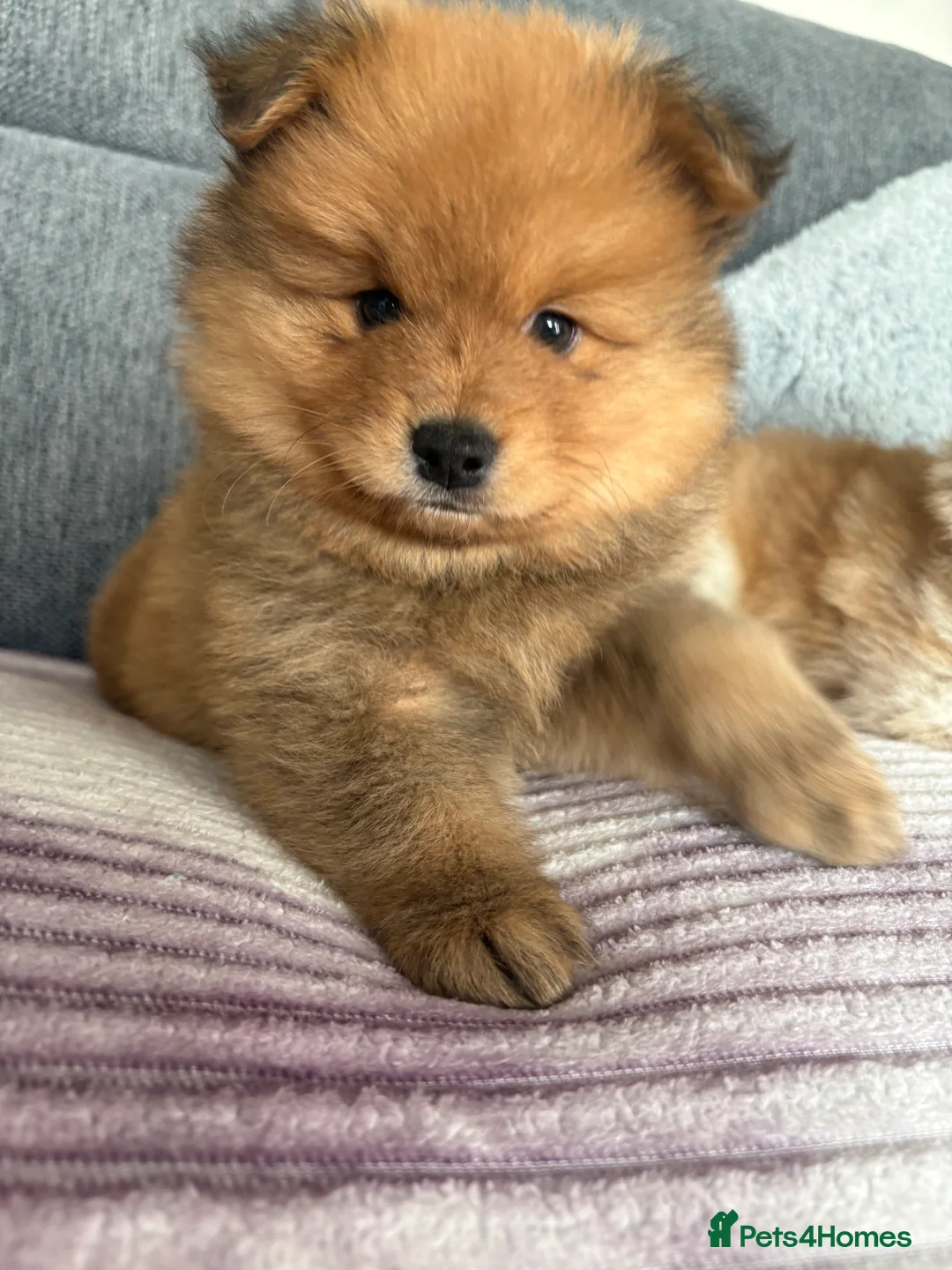 Pomeranian dogs for sale: Pomeranian Puppies - Advert 15