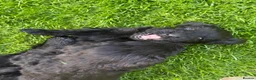 Giant Schnauzer dogs for sale: KC Registered Giant Schnauzer Puppies - Advert 3