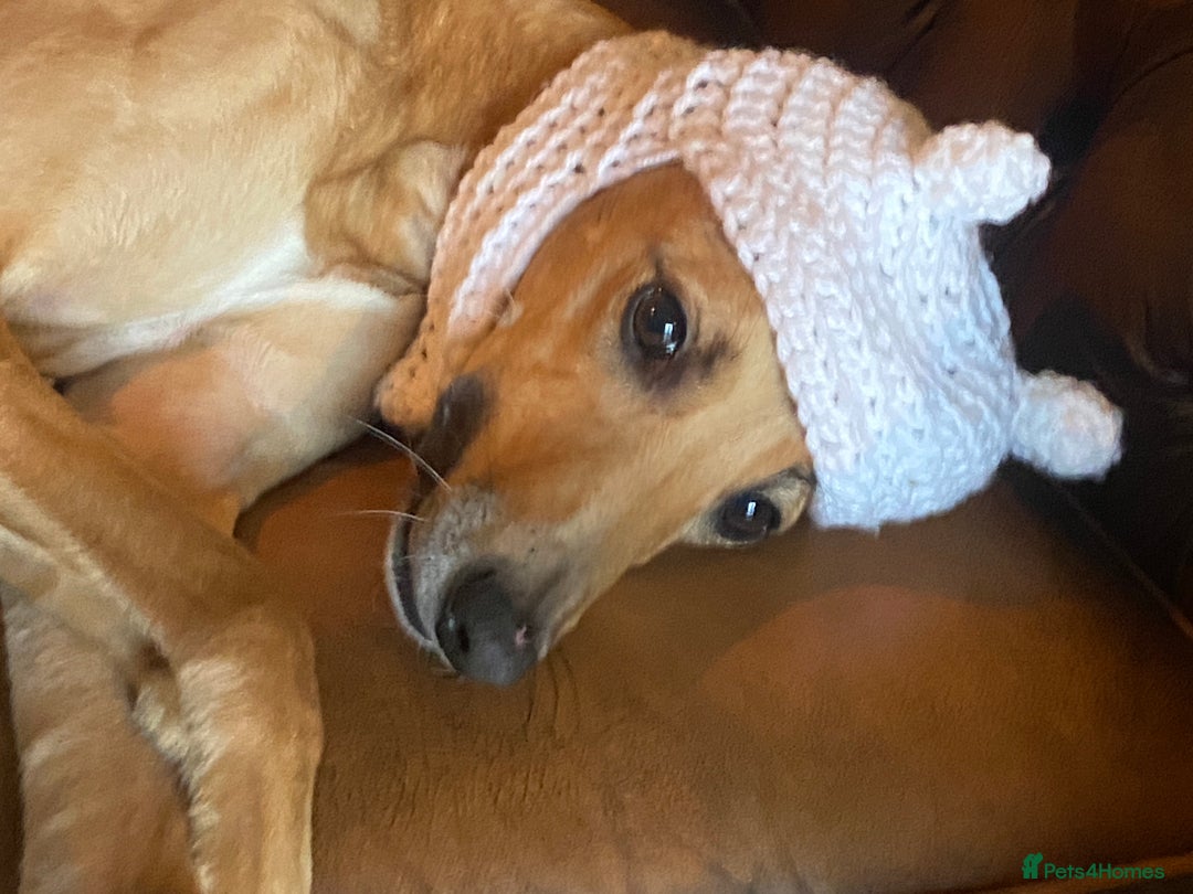 Mixed Breed dogs for sale: Lille  - Image 1